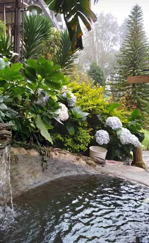 Caída de agua entre hortensias en el jardín