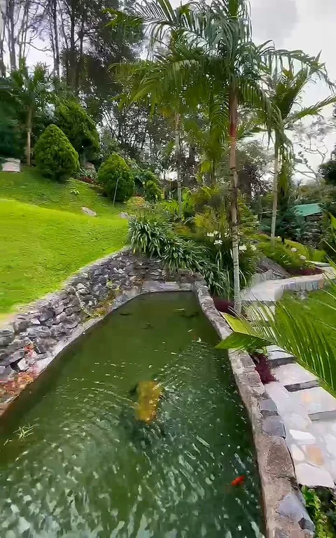 Estanque alargado en el jardín, entre grama y plantas