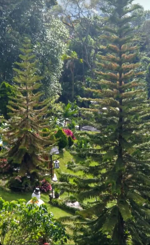 Pinos altos del jardín