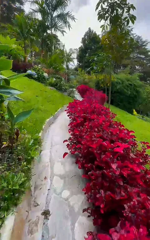 Sendero entre flores rojas